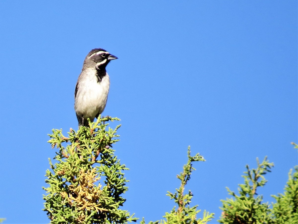 Black-throated Sparrow - Adam Betuel
