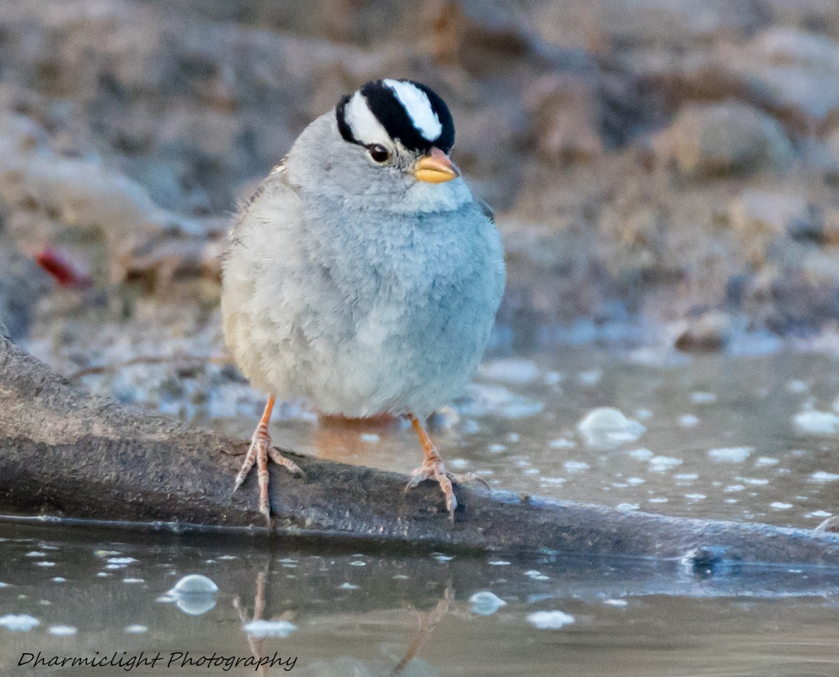 White-crowned Sparrow - ML84785071