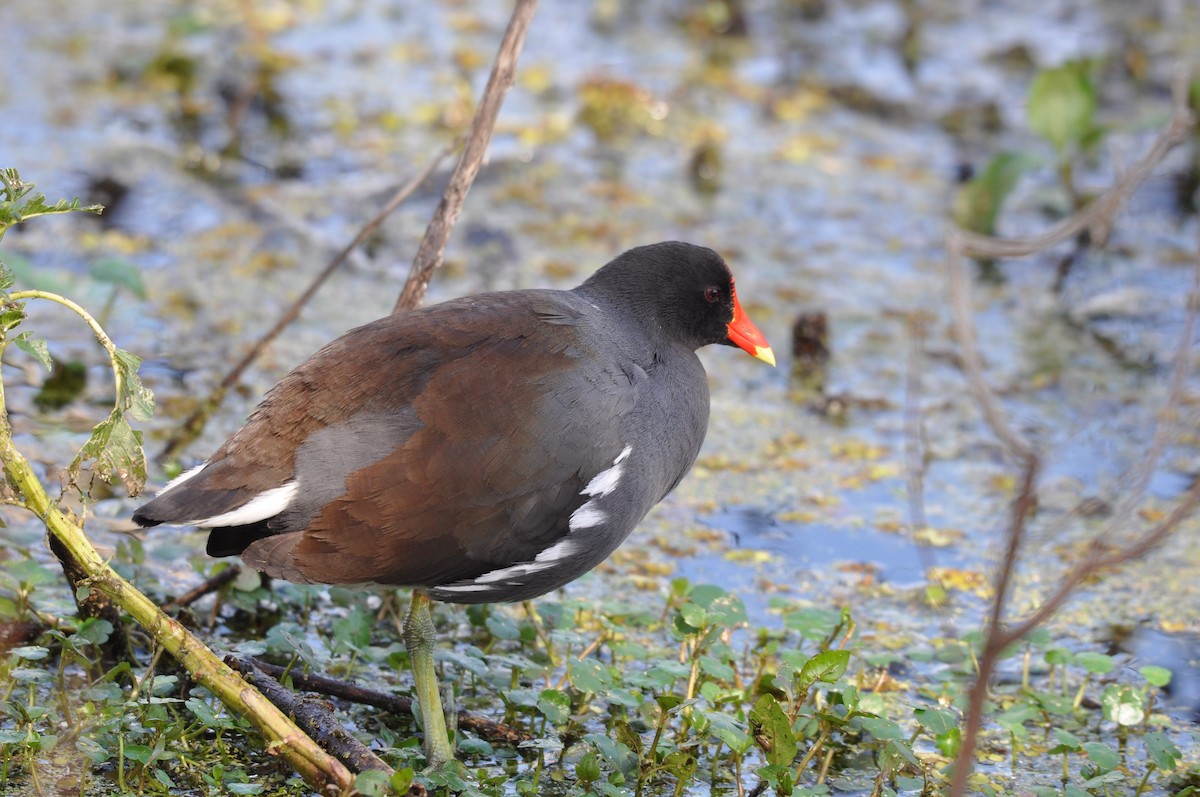 Common Gallinule (American) - Ethan Gosnell