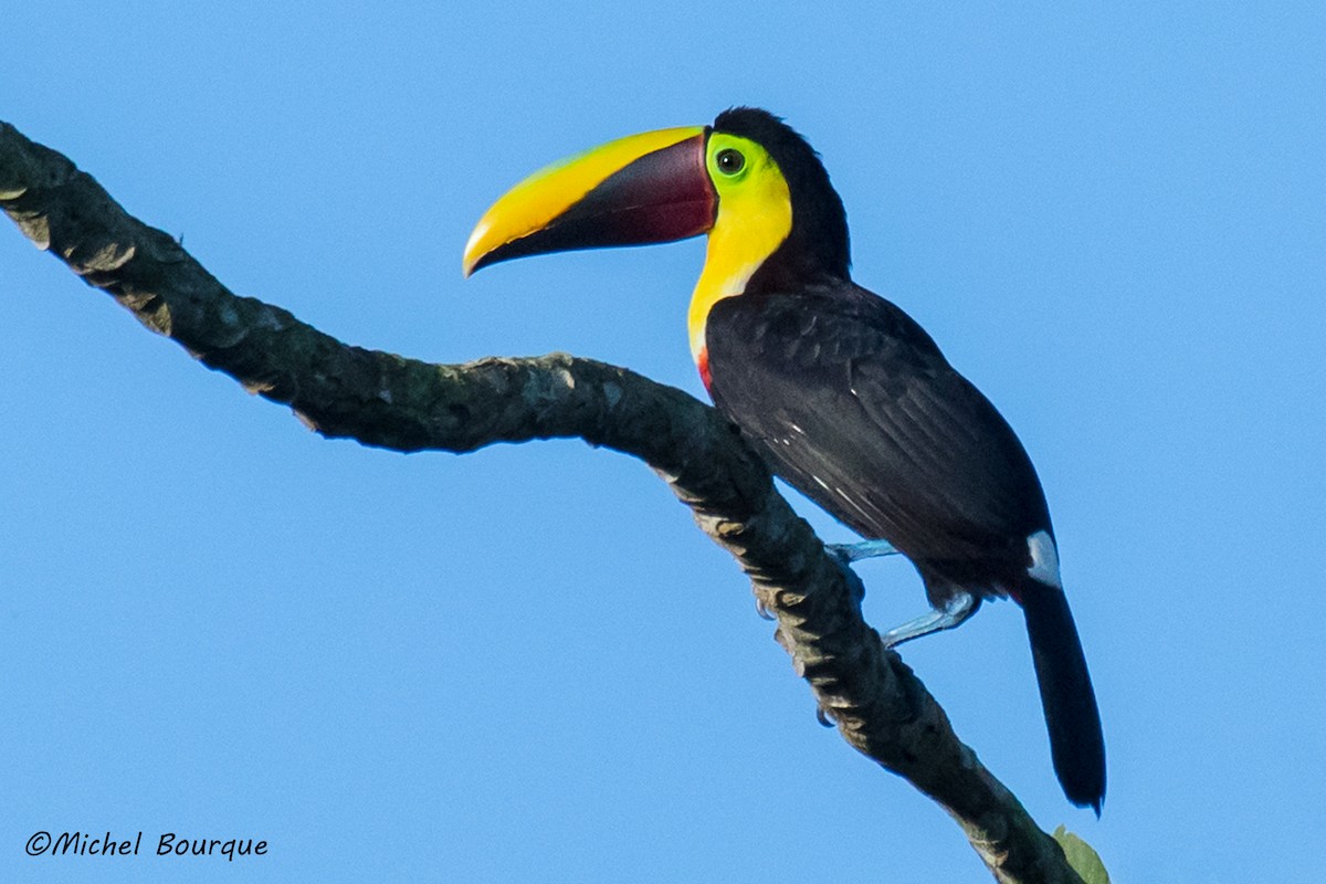 Yellow-throated Toucan - Michel Bourque