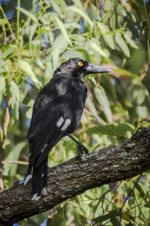 Pied Currawong - ML84787621