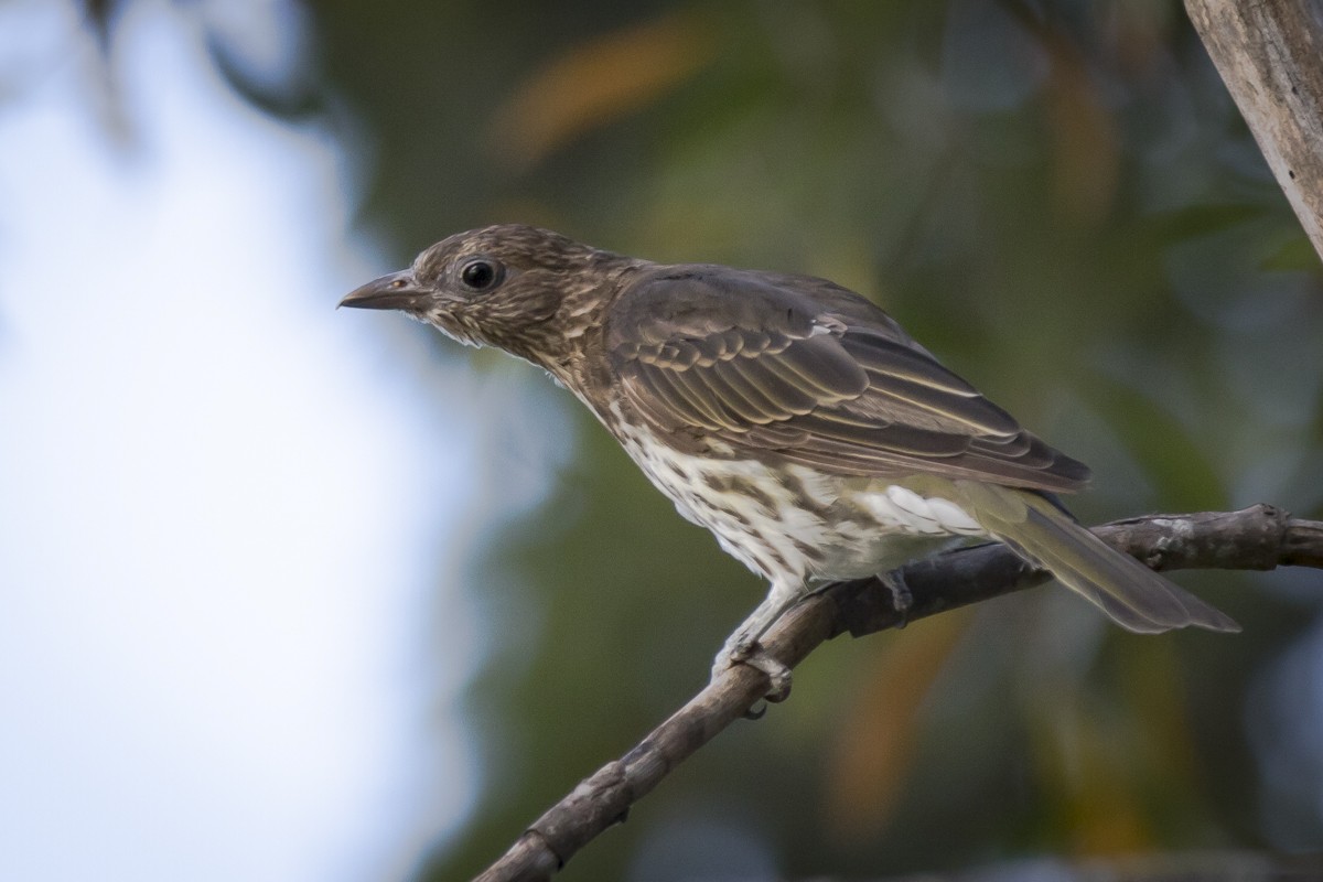 Australasian Figbird - ML84788051