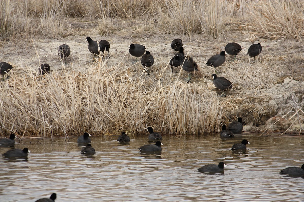 American Coot (Red-shielded) - ML84789101