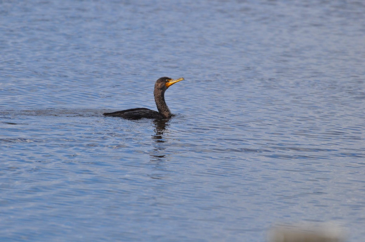 Double-crested Cormorant - Ethan Gosnell