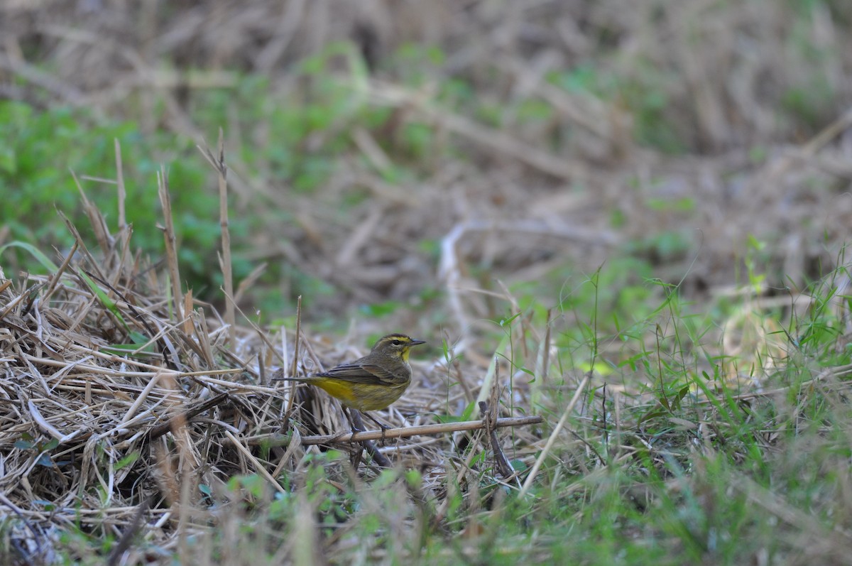 Palm Warbler (Yellow) - ML84790941