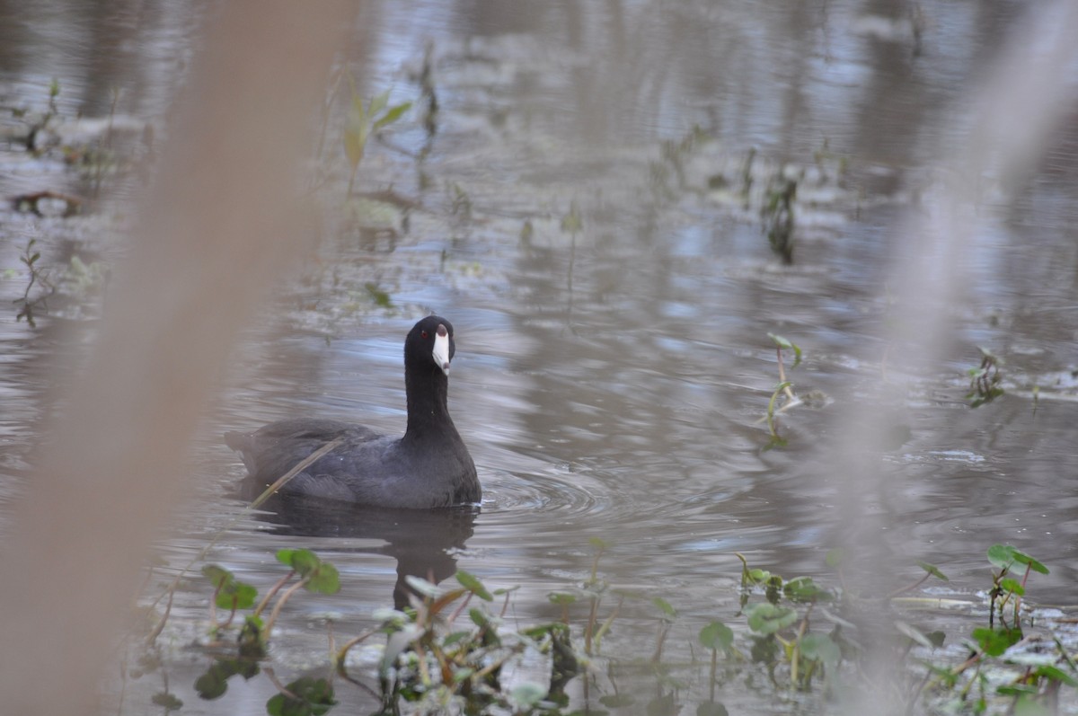 American Coot (Red-shielded) - Ethan Gosnell