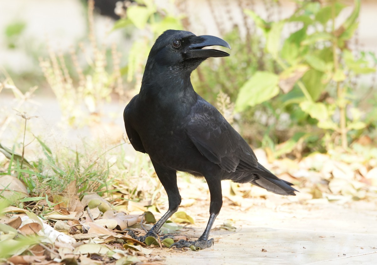 Large-billed Crow (Indian Jungle) - ML84792011
