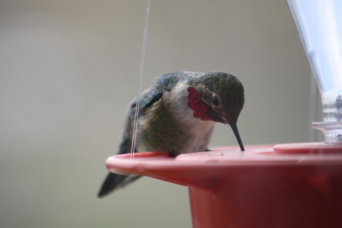 Broad-tailed Hummingbird - Marya Moosman
