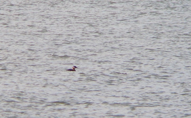 Red-necked Grebe - ML84799011