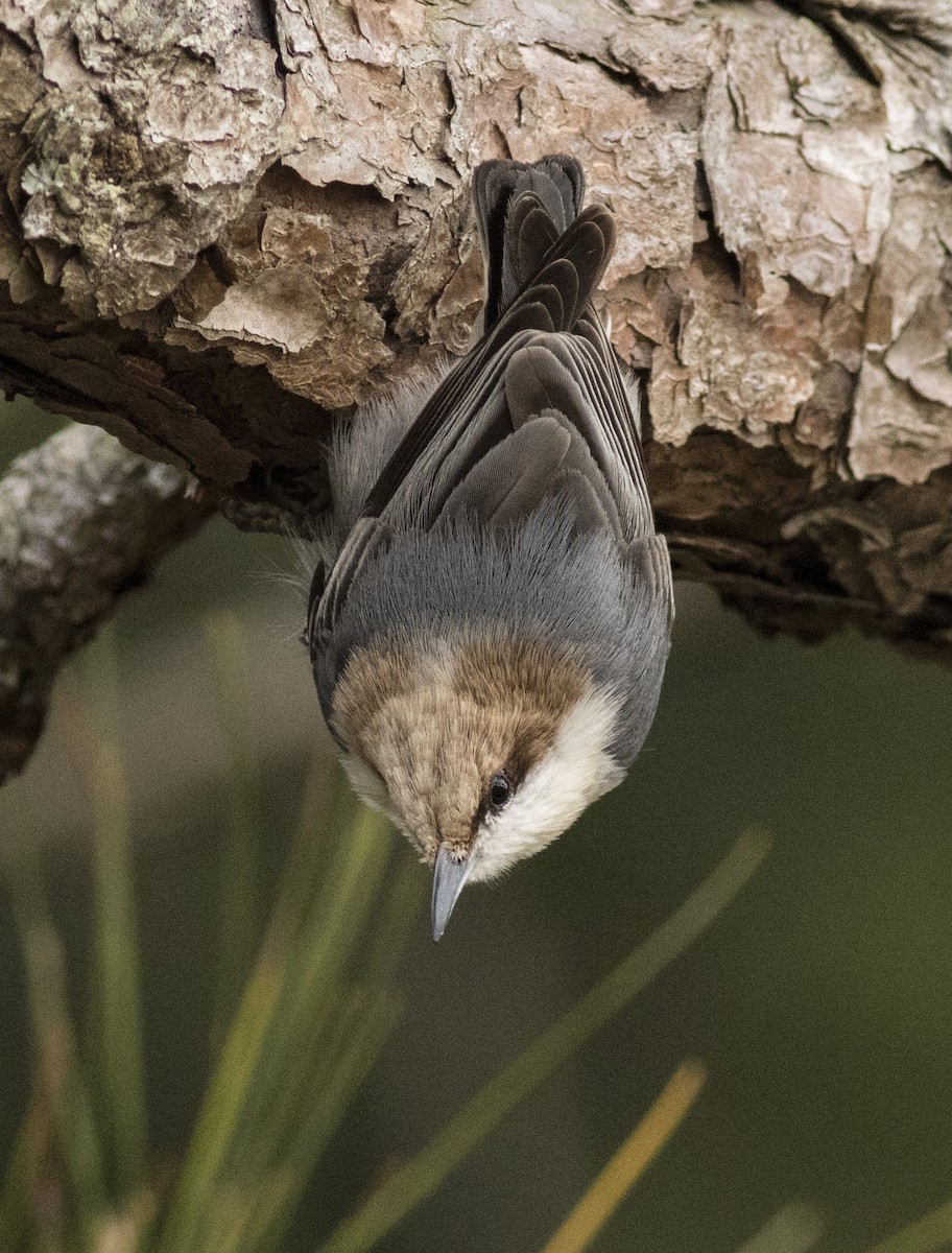 Brown-headed Nuthatch - ML84799041