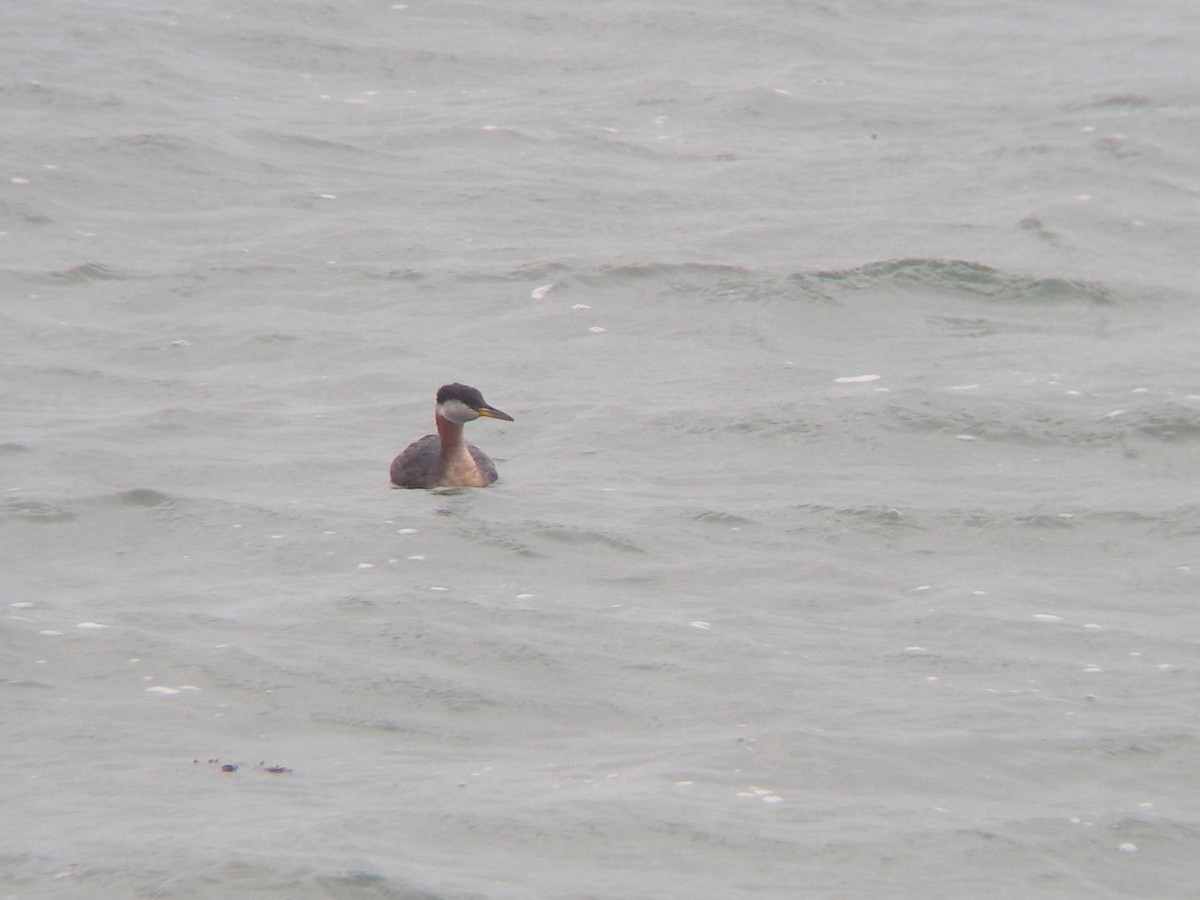 Red-necked Grebe - ML84799391
