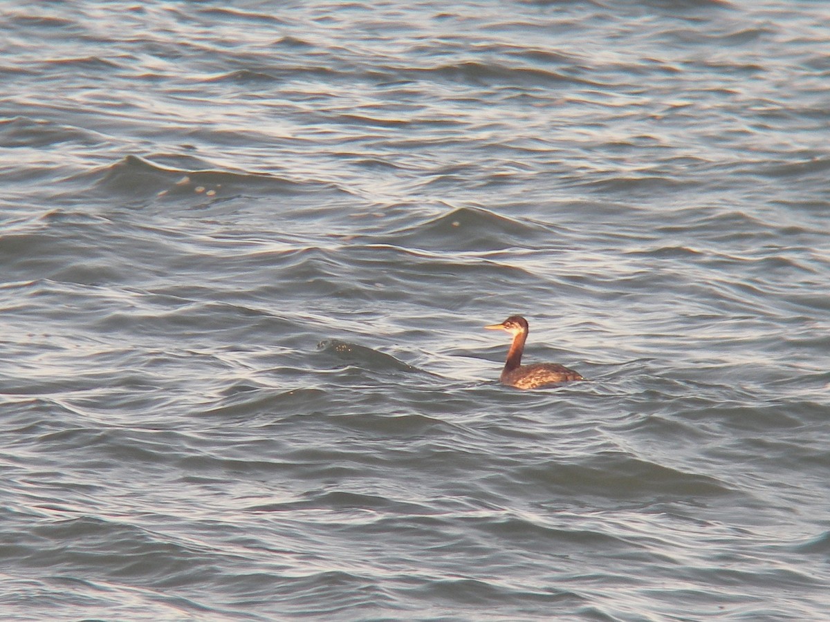 Red-necked Grebe - ML84799851