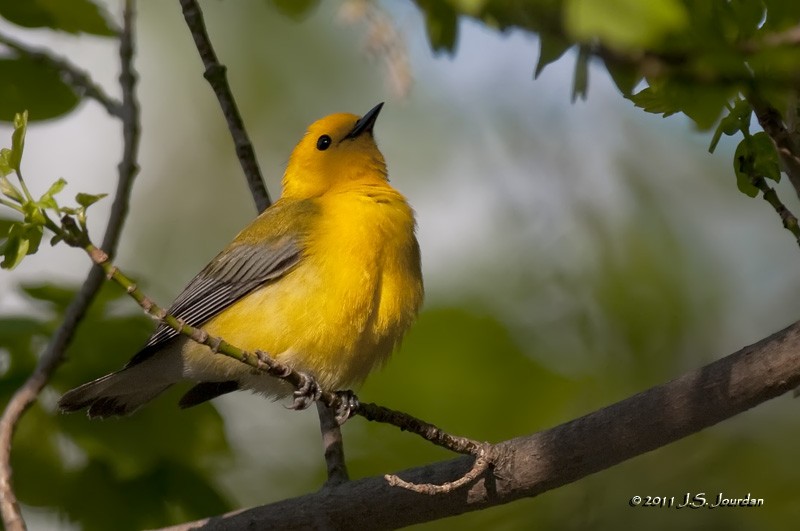 Prothonotary Warbler - ML84799911