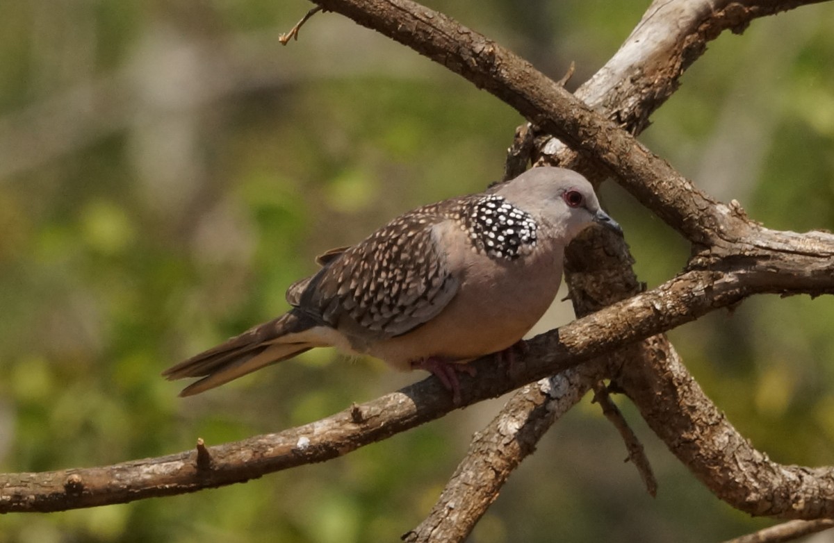 Spotted Dove - ML84800361