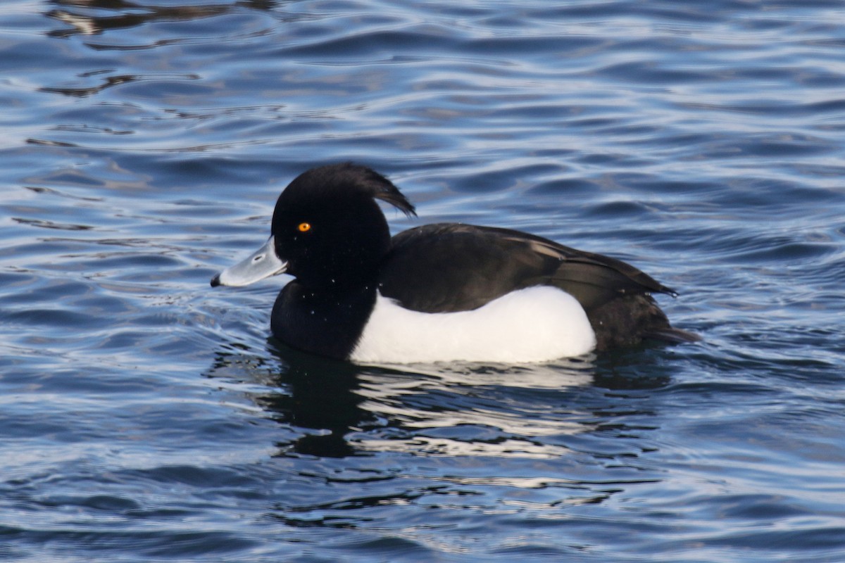 Tufted Duck - dave trumbell