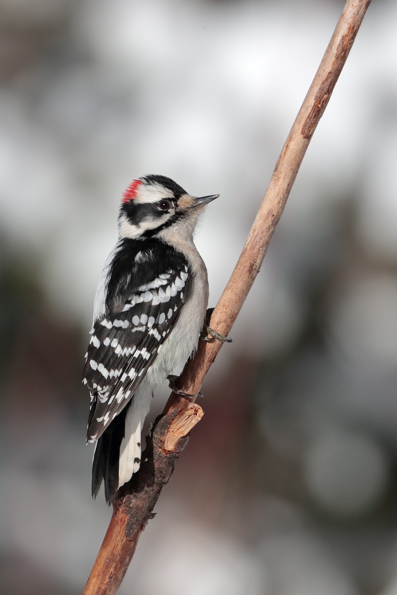 Downy Woodpecker - ML84801781
