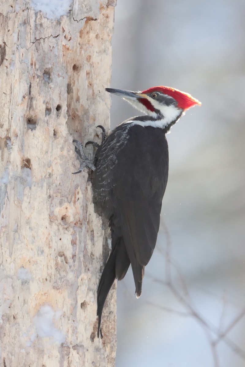 Pileated Woodpecker - ML84801971