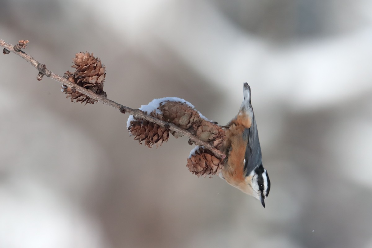 Red-breasted Nuthatch - ML84802251