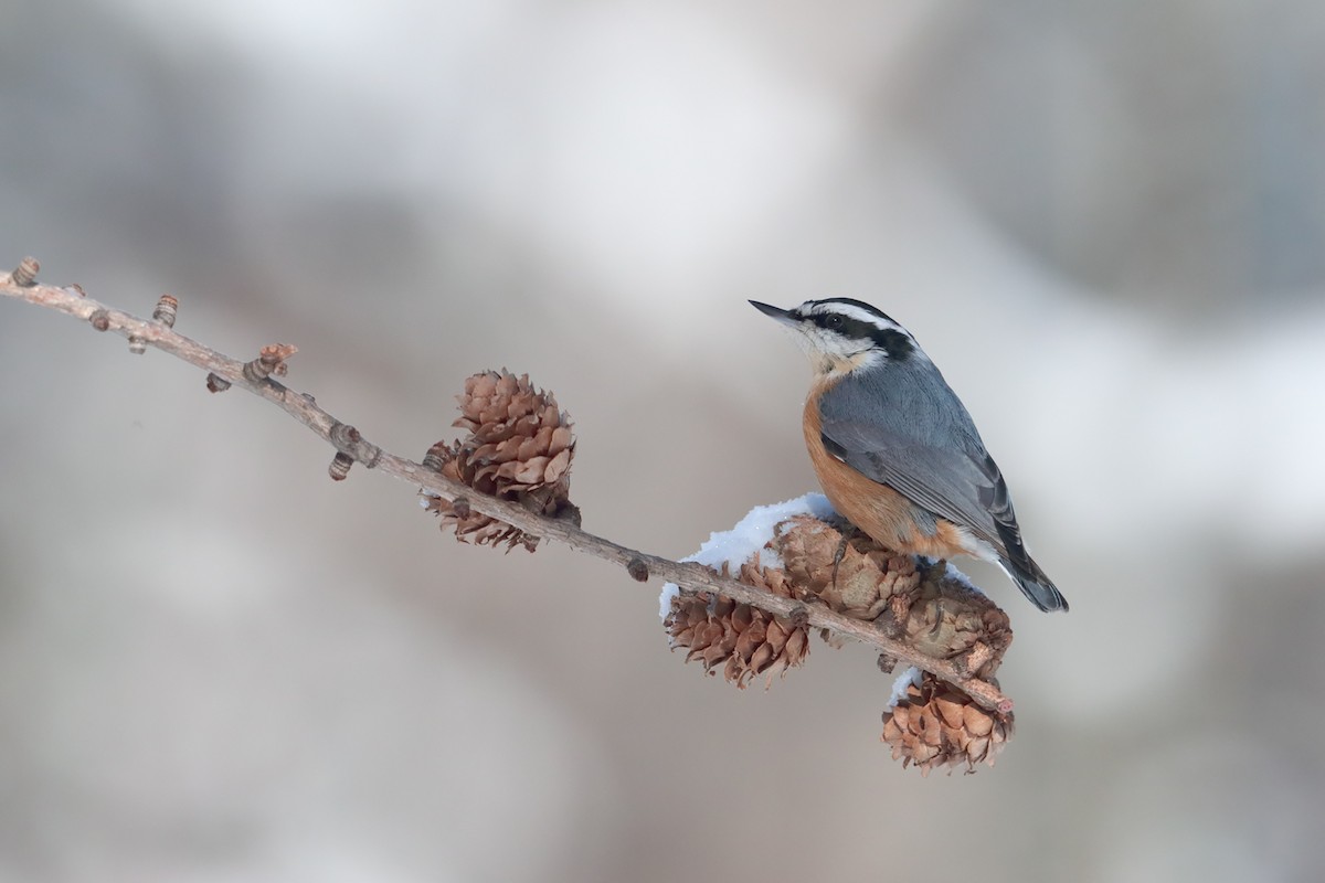Red-breasted Nuthatch - ML84802271