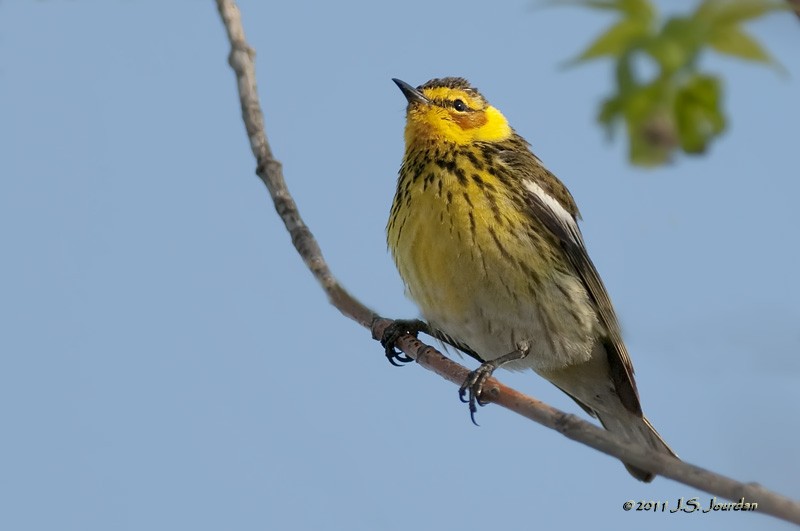 Cape May Warbler - ML84803121