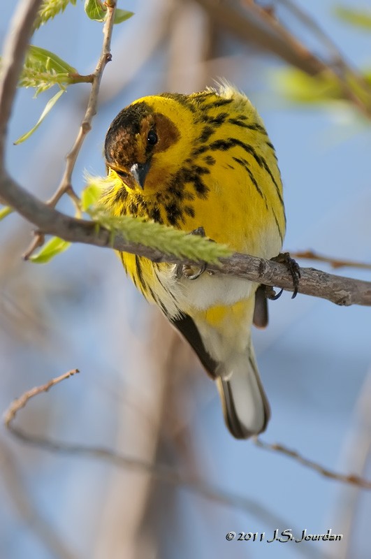 Cape May Warbler - ML84803131