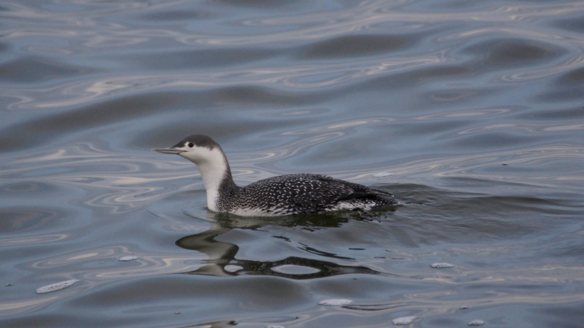 Red-throated Loon - ML84803931