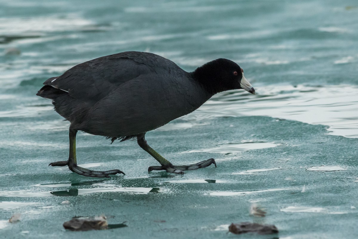 American Coot (Red-shielded) - Kyle Blaney