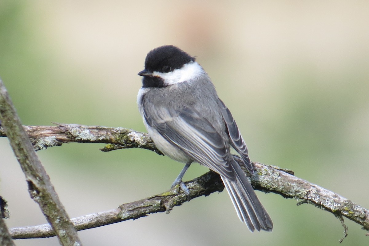 Black-capped Chickadee - Lindsey Duval