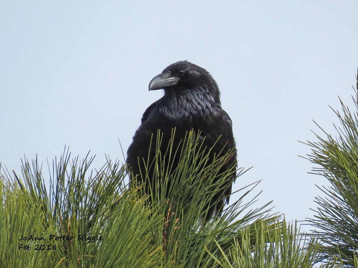 Common Raven - JoAnn Potter Riggle 🦤
