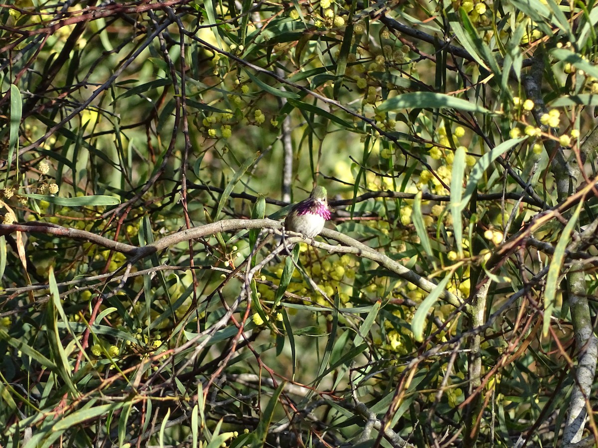 Calliope Hummingbird - ML84805401