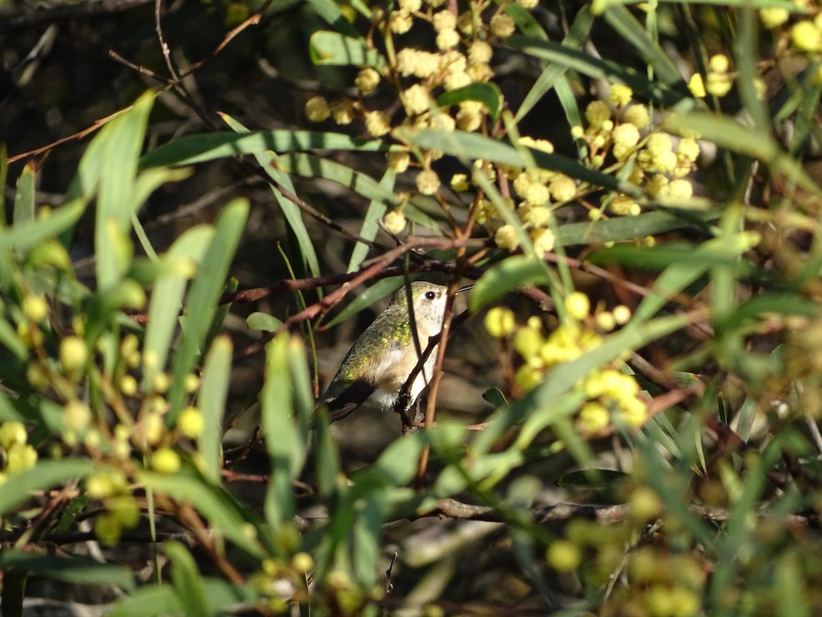 Calliope Hummingbird - ML84805421