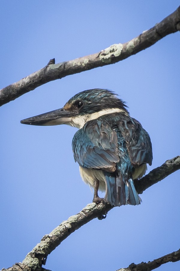 Sacred Kingfisher (Australasian) - ML84807751