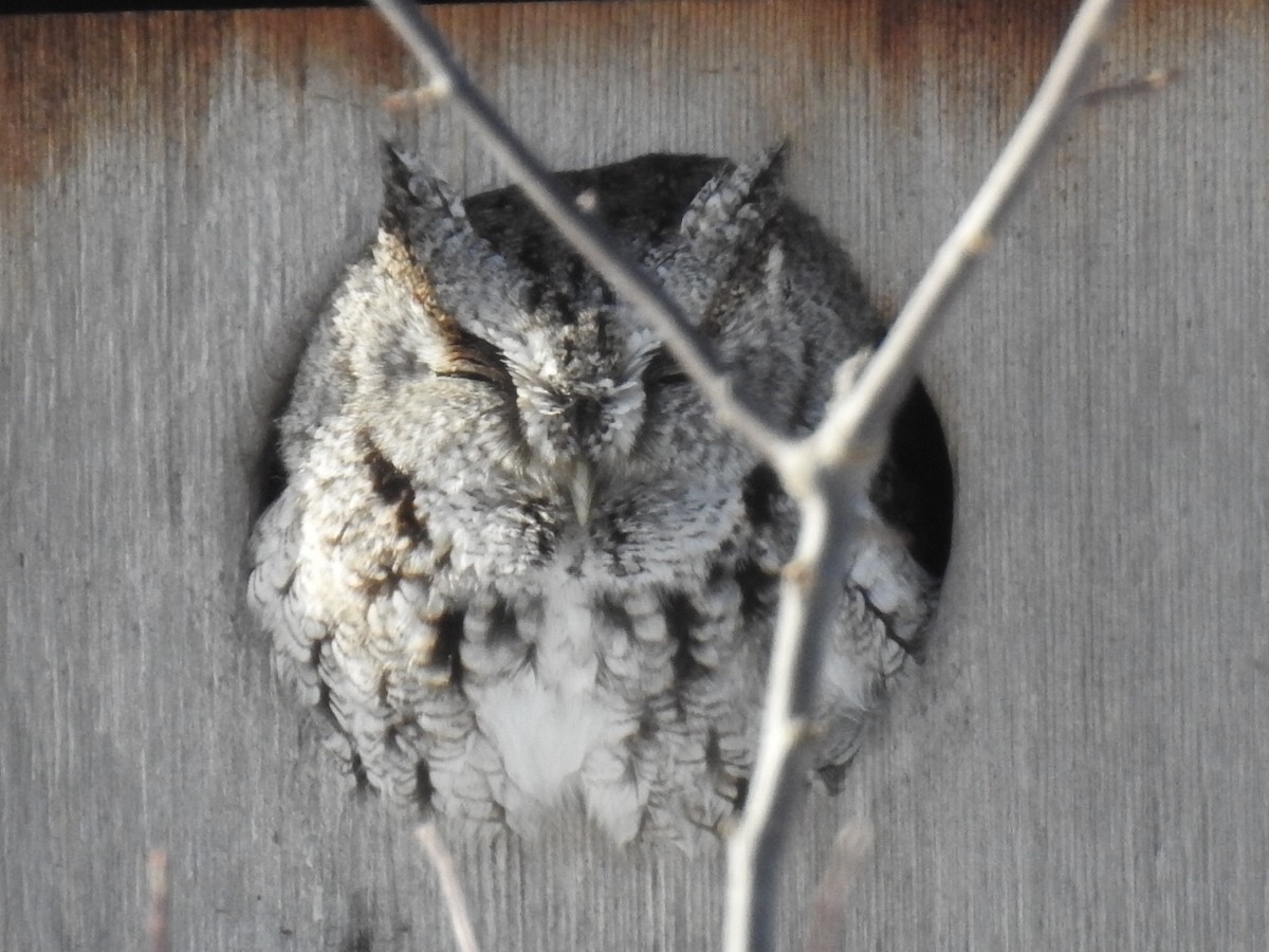 Eastern Screech-Owl - Dan Belter