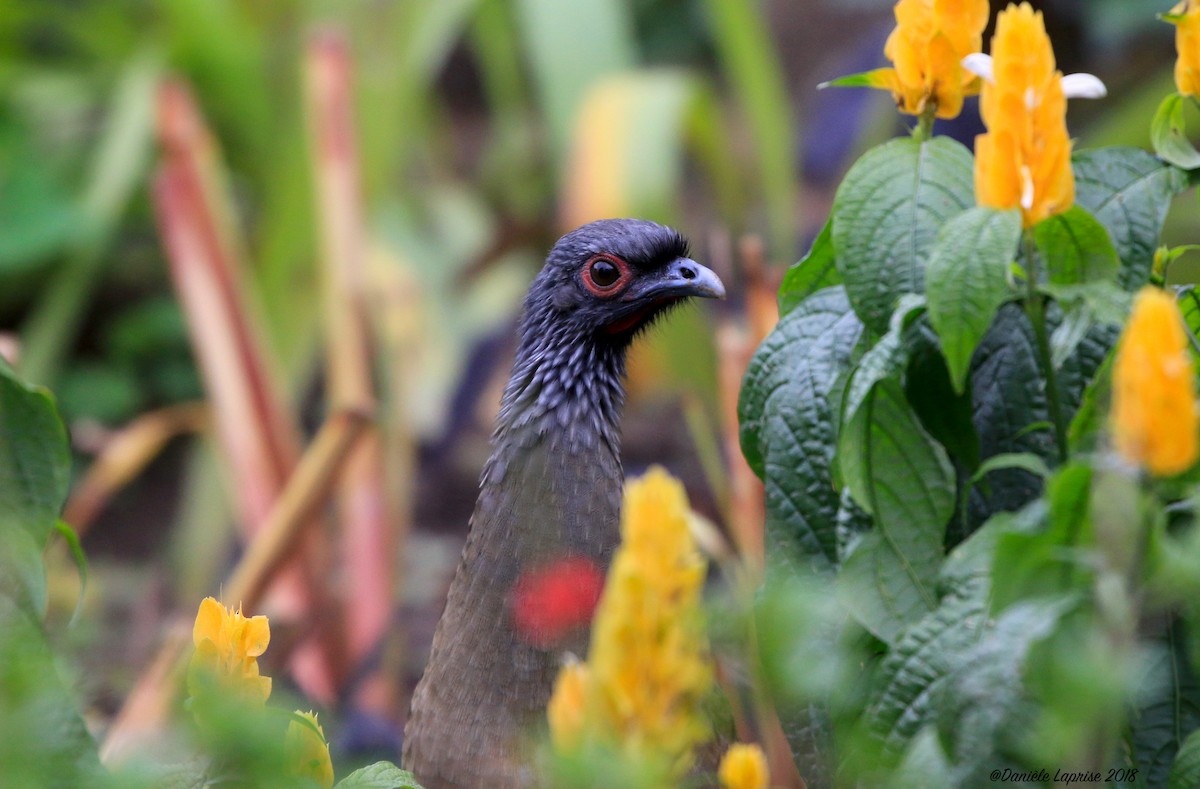 West Mexican Chachalaca - ML84810391