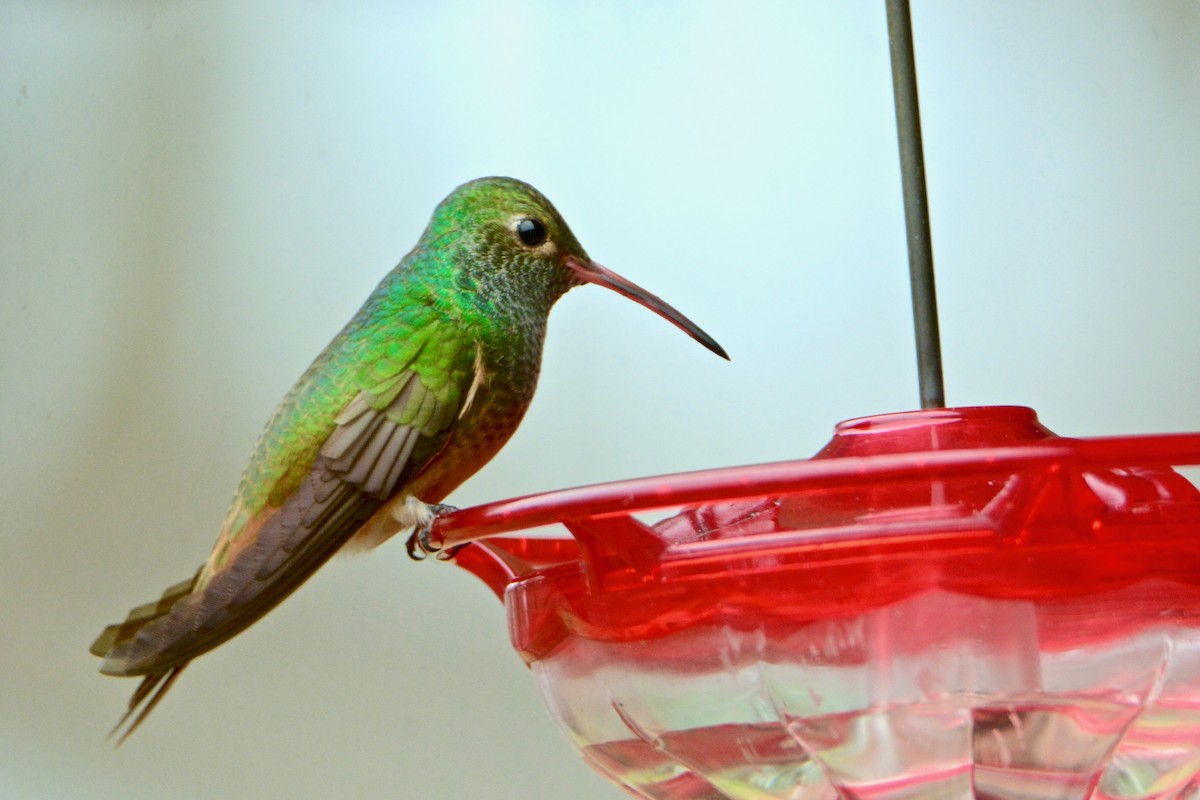 Buff-bellied Hummingbird - Kris  Cannon