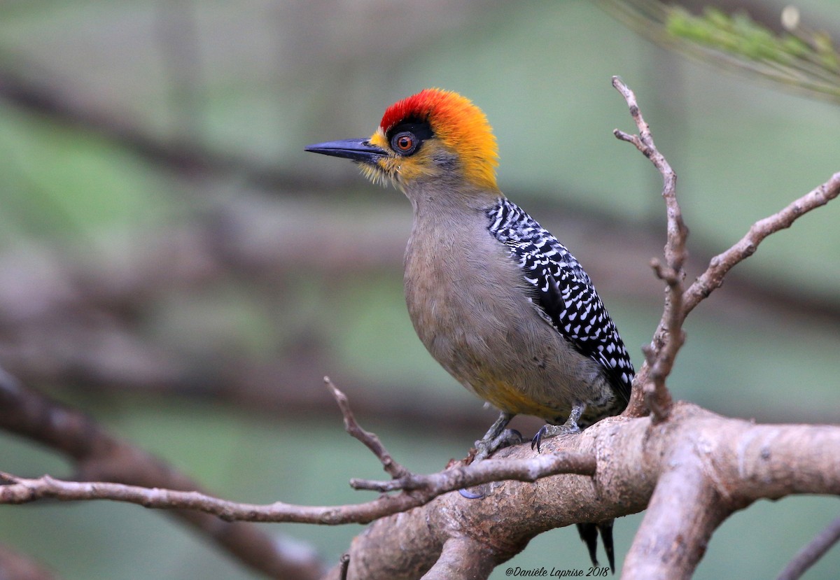 Golden-cheeked Woodpecker - ML84814301