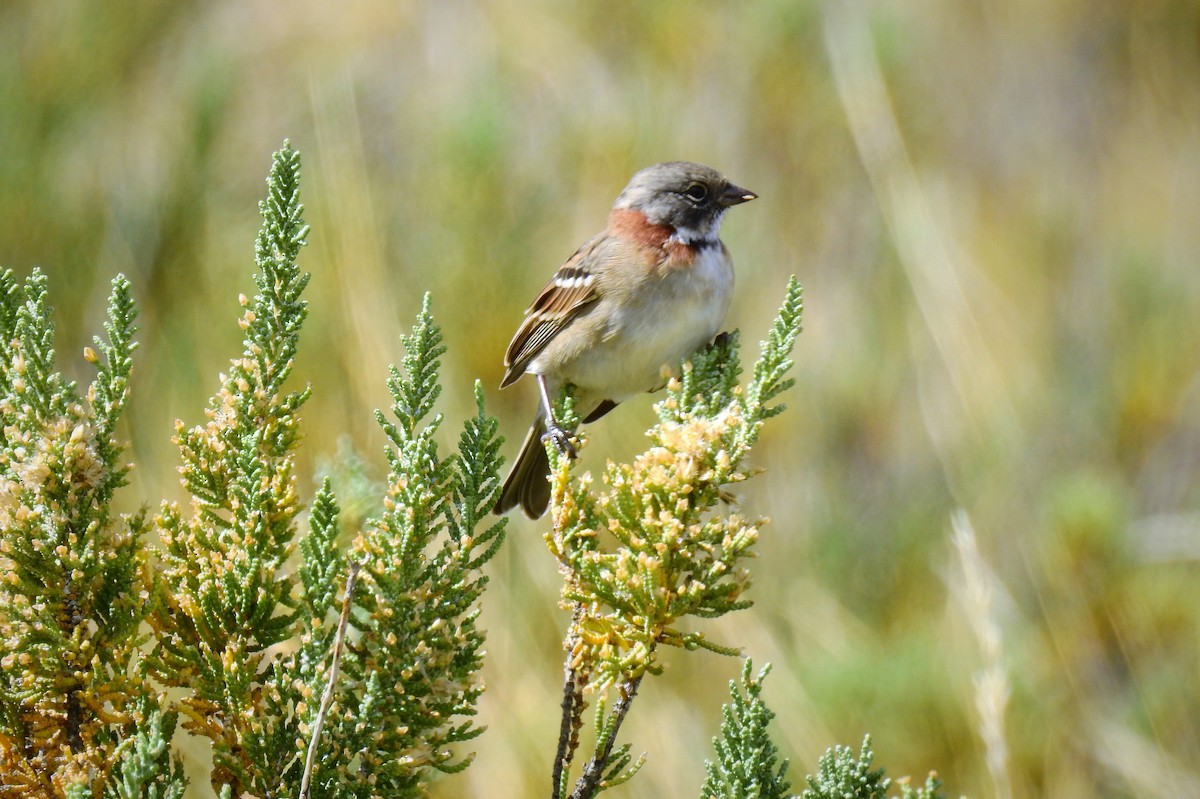 Rufous-collared Sparrow - ML84814501