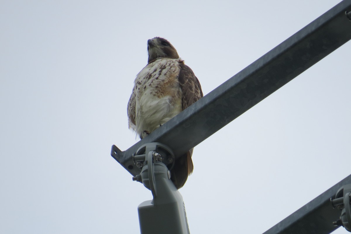 Red-tailed Hawk - Lindsey Duval