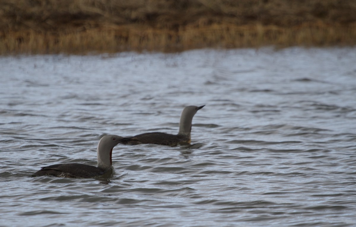 Red-throated Loon - ML84815281