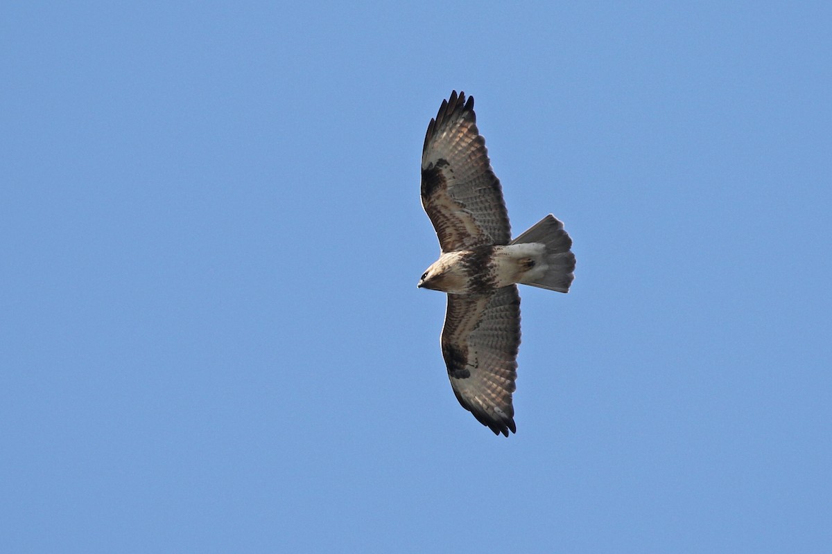Eastern Buzzard - Charley Hesse TROPICAL BIRDING