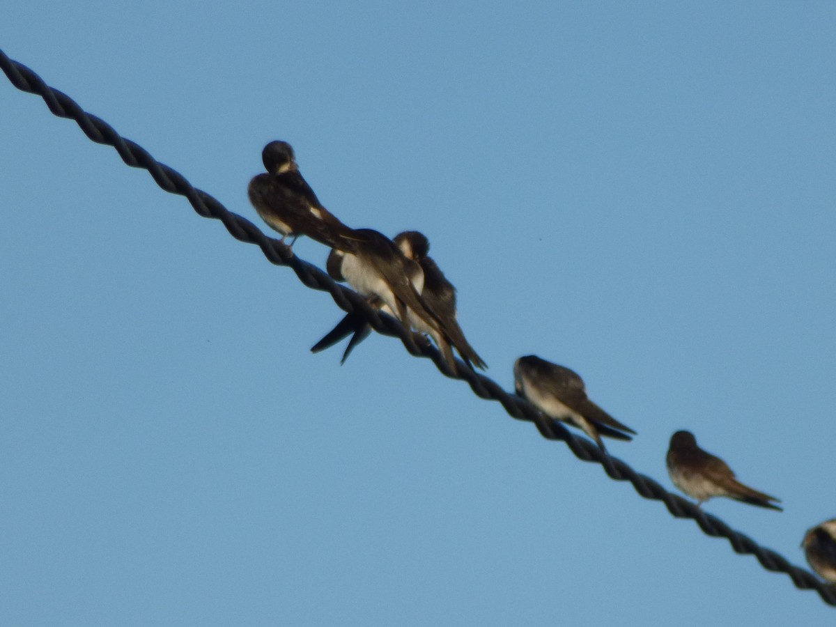 Chilean Swallow - Luis Inostroza Mardones