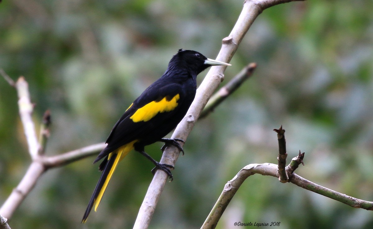 Yellow-winged Cacique - ML84820781