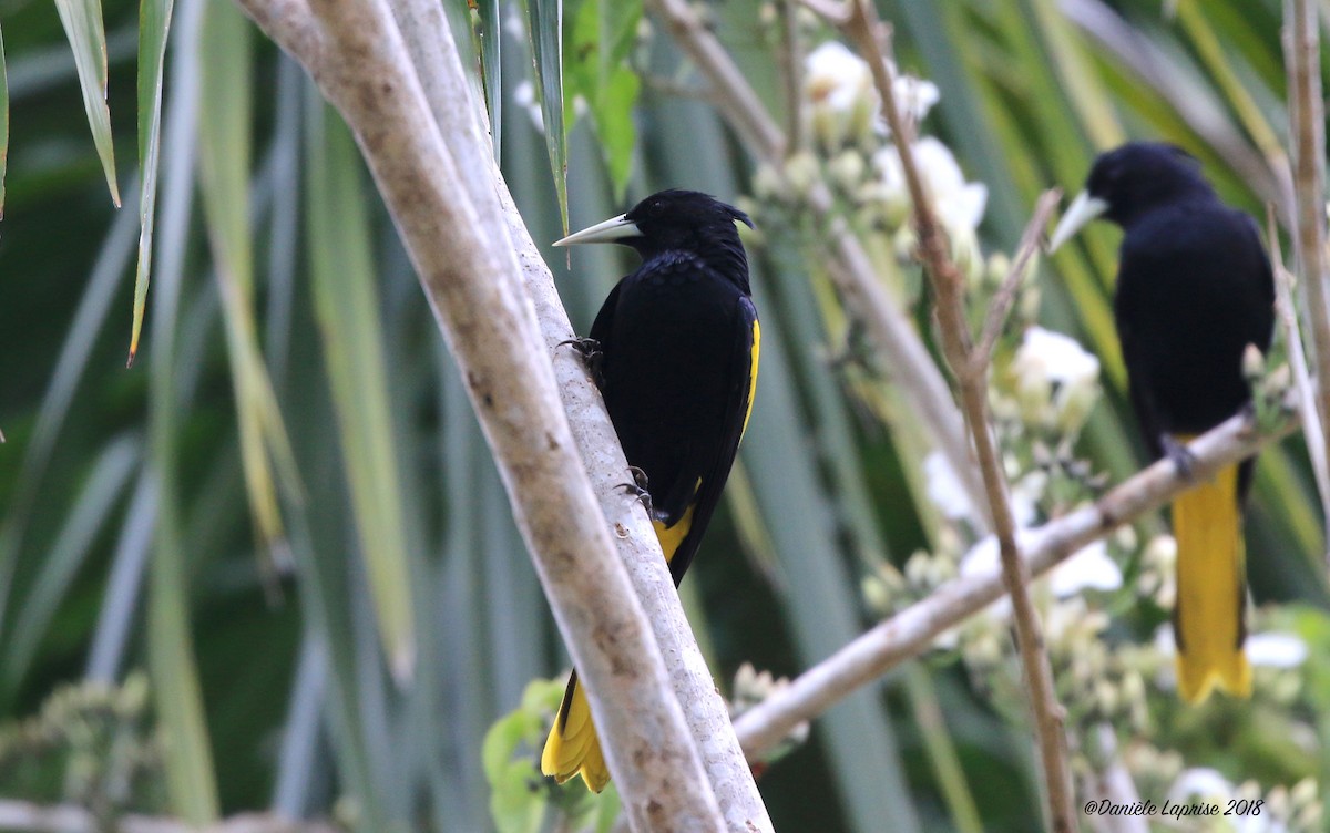 Yellow-winged Cacique - ML84820811