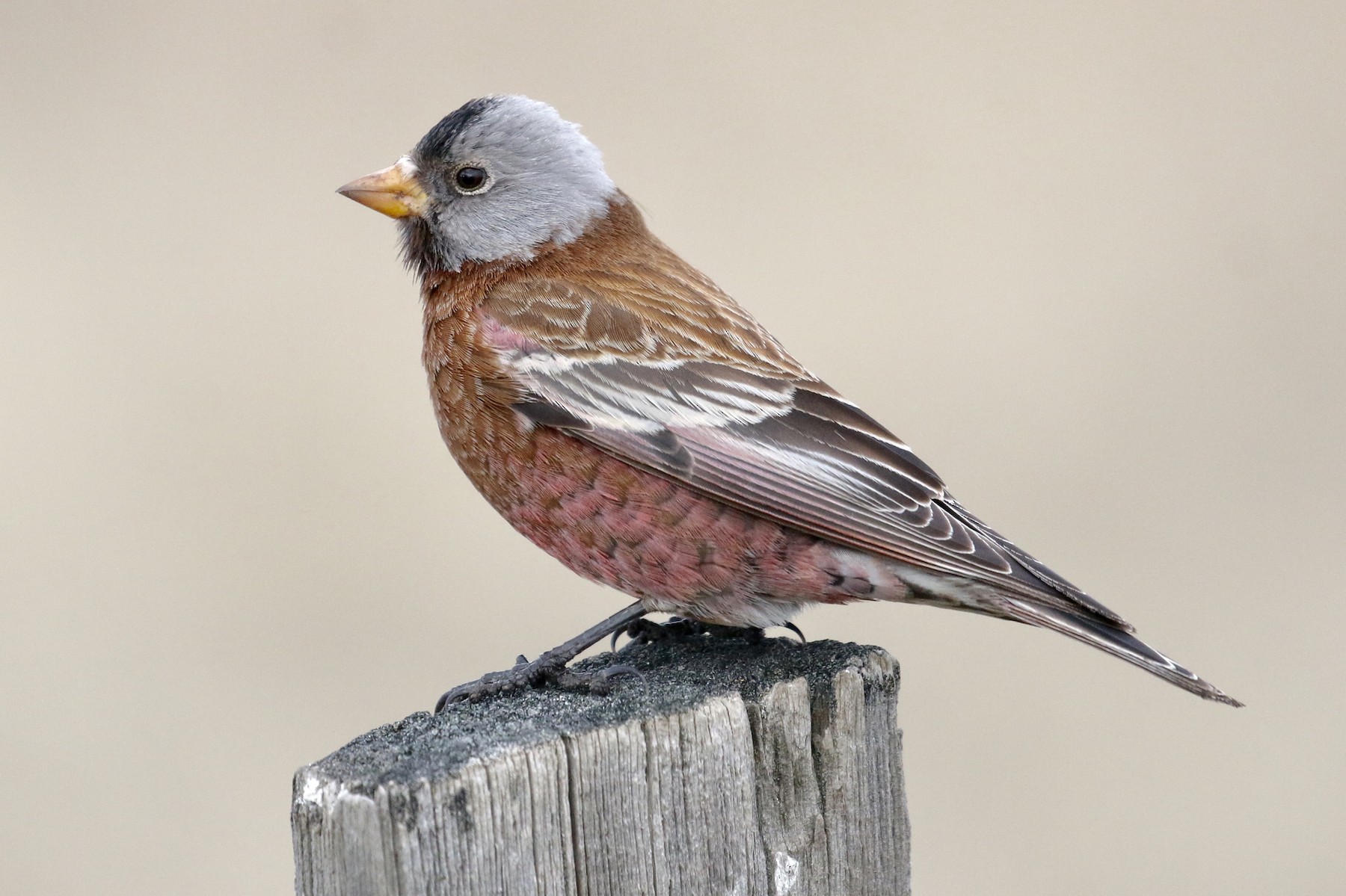 13 Species of Finches in Ohio (Pictures and Info) - Animal Hype