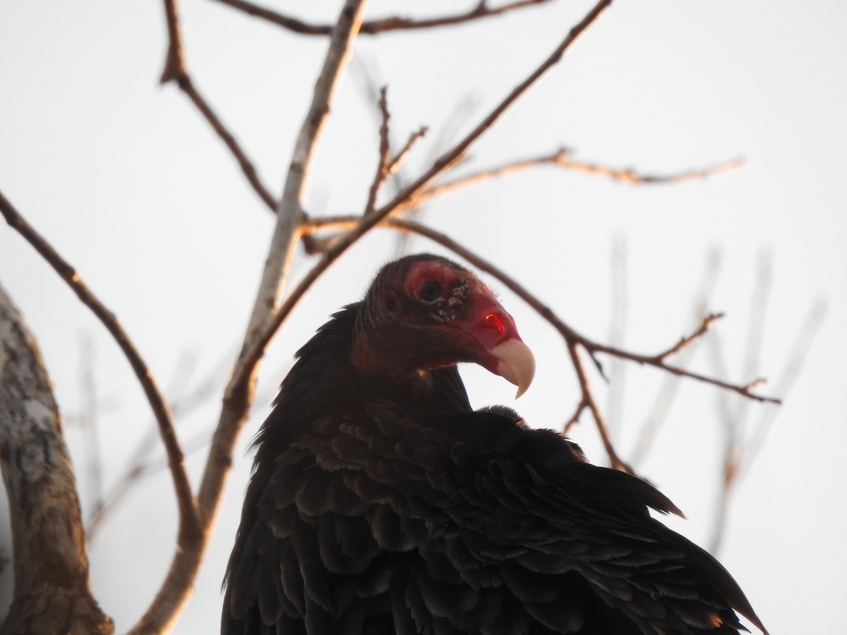 Turkey Vulture - ML84822621