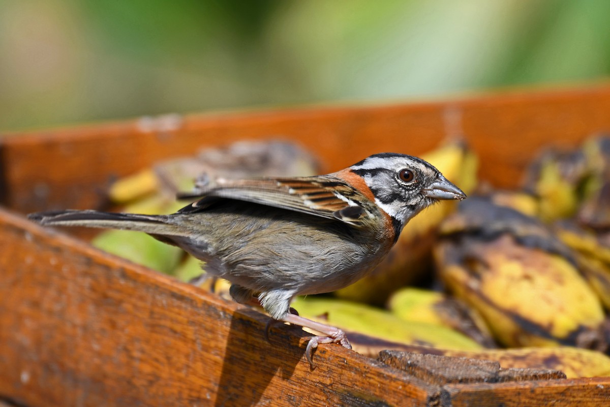 Rufous-collared Sparrow - ML84823221