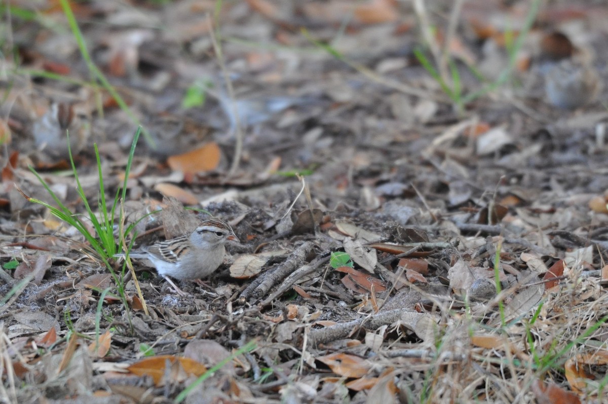 Chipping Sparrow - ML84823951