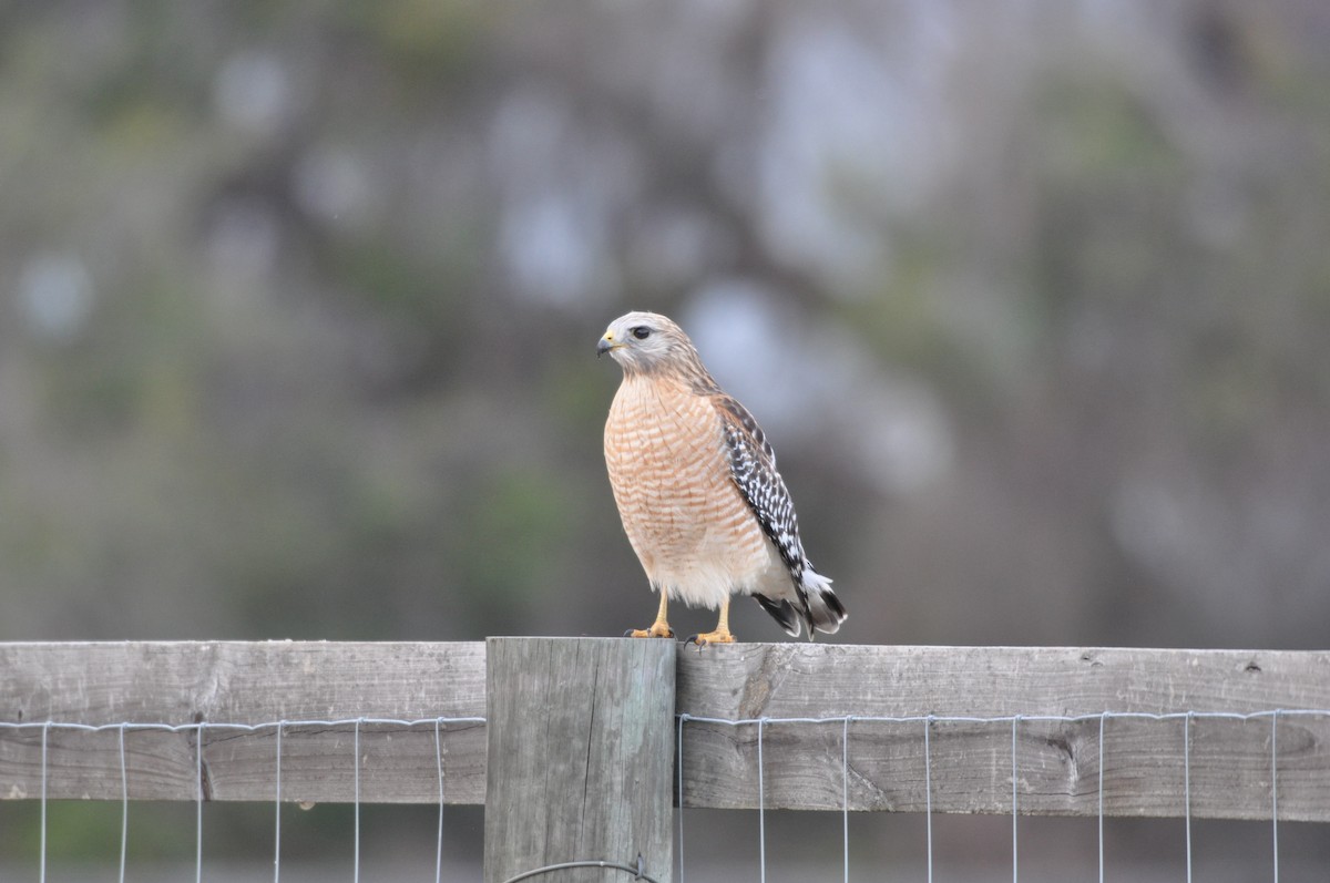 Red-shouldered Hawk (lineatus Group) - Ethan Gosnell