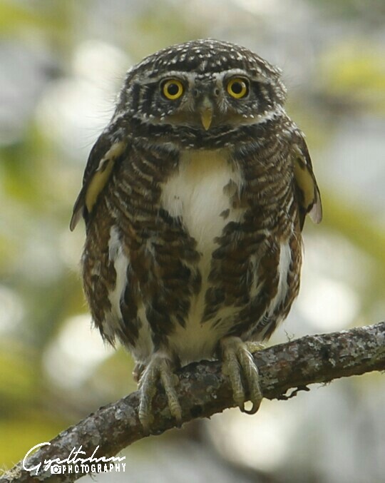 Collared Owlet - Gyeltshen Gyeltshen