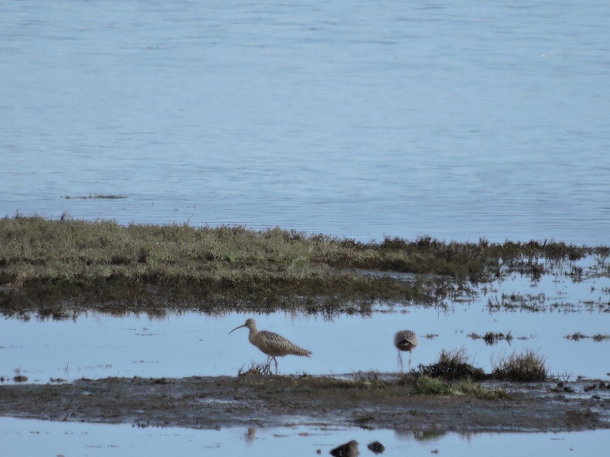 Long-billed Curlew - Danny Rumble